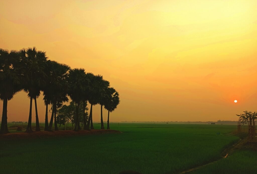 Sunset over a rural rice field in Panchdona, Narsingdi, Bangladesh